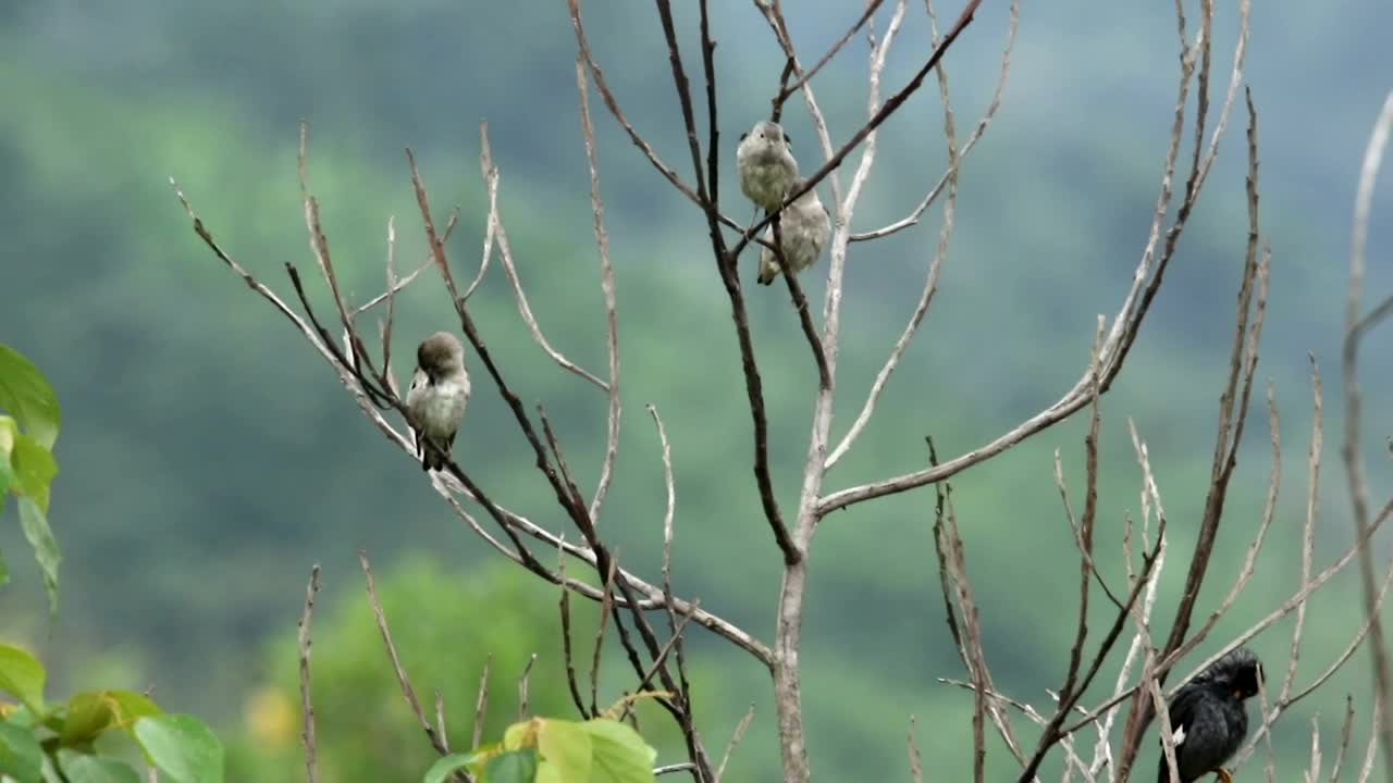 Free Video Stock Starlings In Malaysia Live Wallpaper