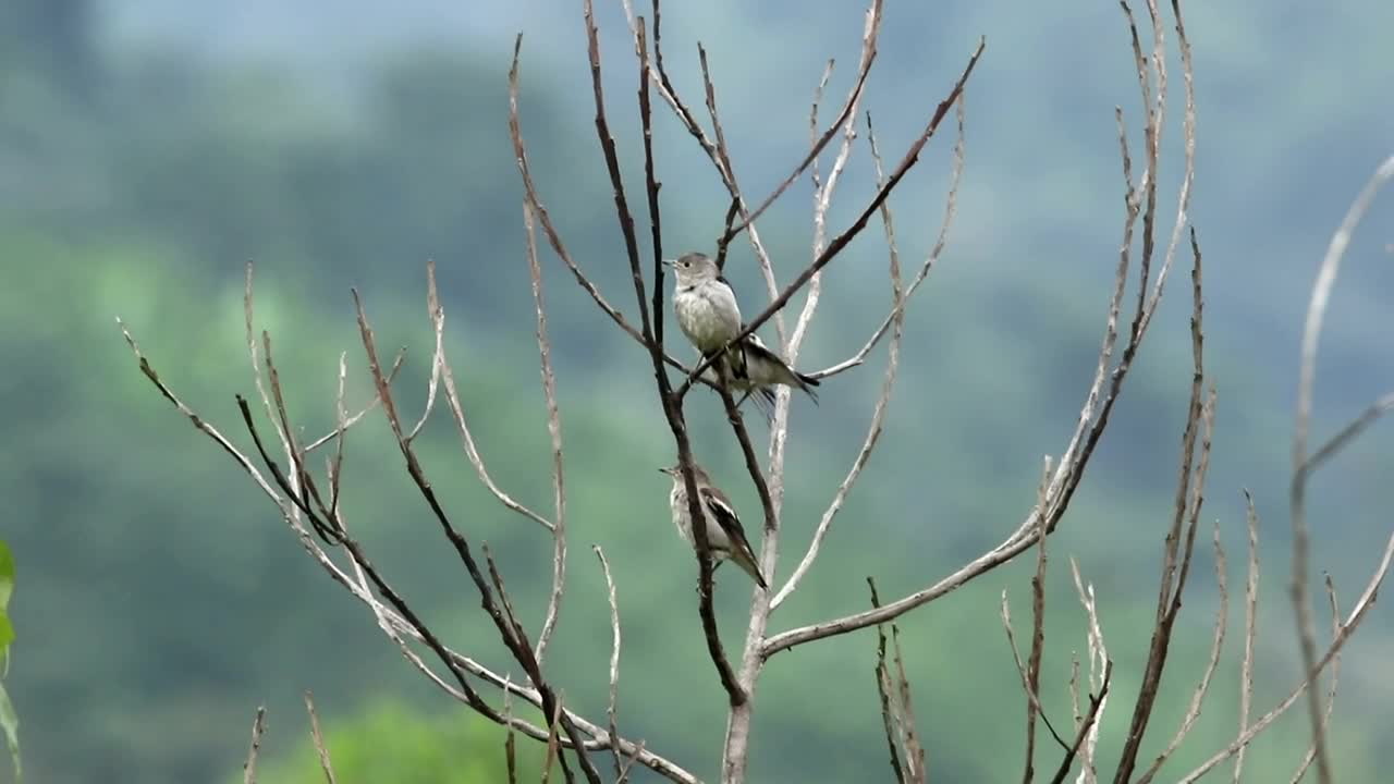 Free Video Stock Starlings Standing Together Live Wallpaper