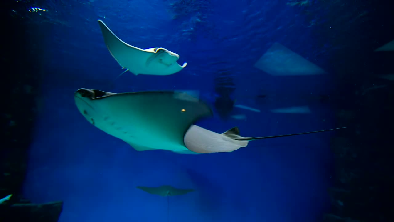 Free Video Stock Stingrays Swimming Underwater Live Wallpaper