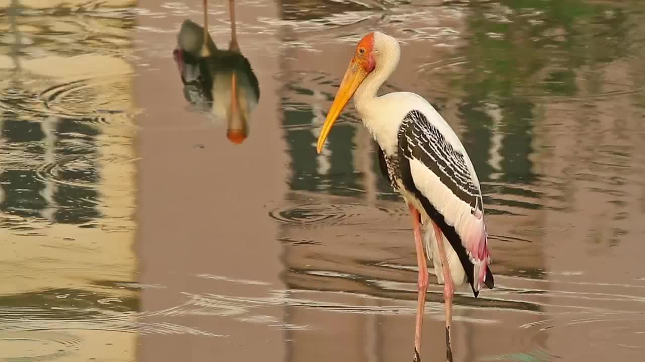 Free Video Stock Stork Standing In Flowing Water Live Wallpaper