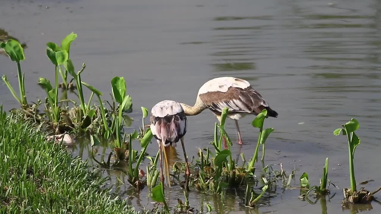 Free Video Stock Storks Fishing In Shallow Water Live Wallpaper