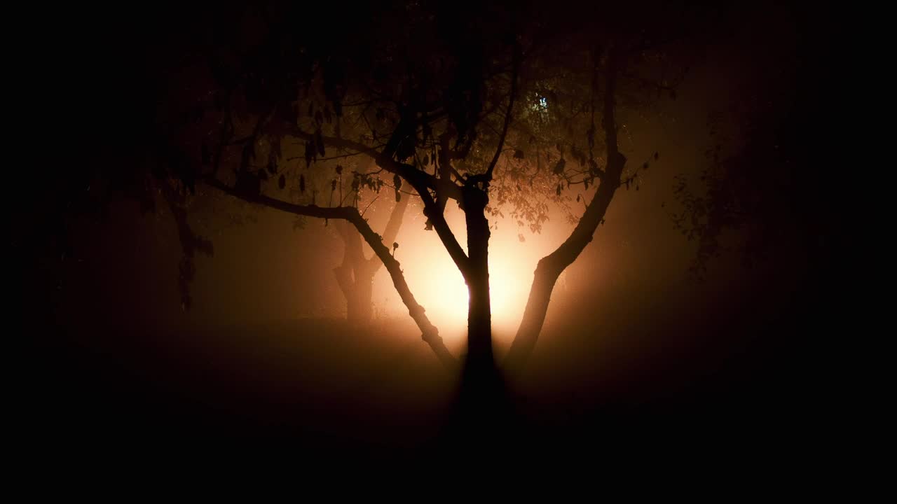 Free Video Stock Strange Light Lurking In The Woods Live Wallpaper
