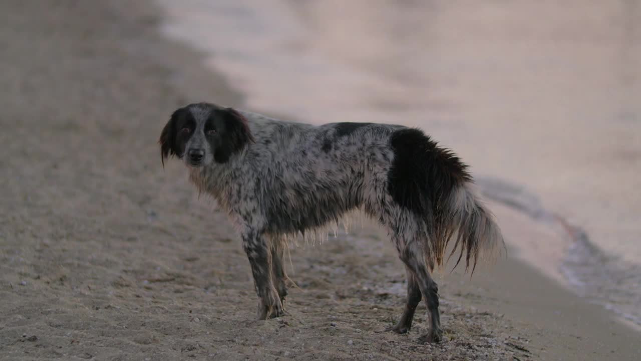 Free Video Stock Stray Dog On The Beach Live Wallpaper