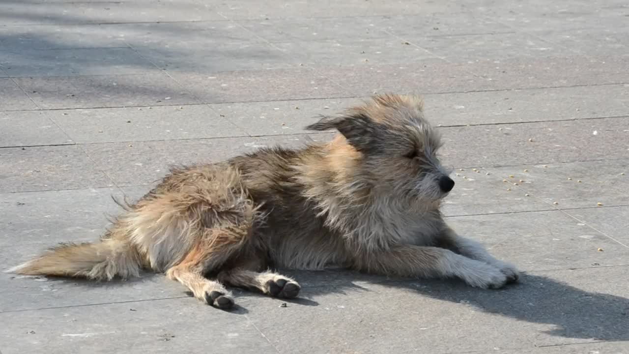 Free Video Stock Stray Dog Sunbathing Live Wallpaper