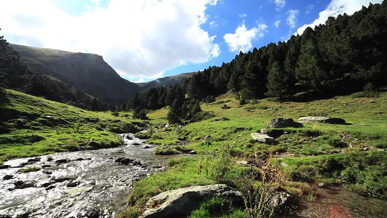 Free Video Stock Stream Crossing A Beautiful Calm Forest Live Wallpaper