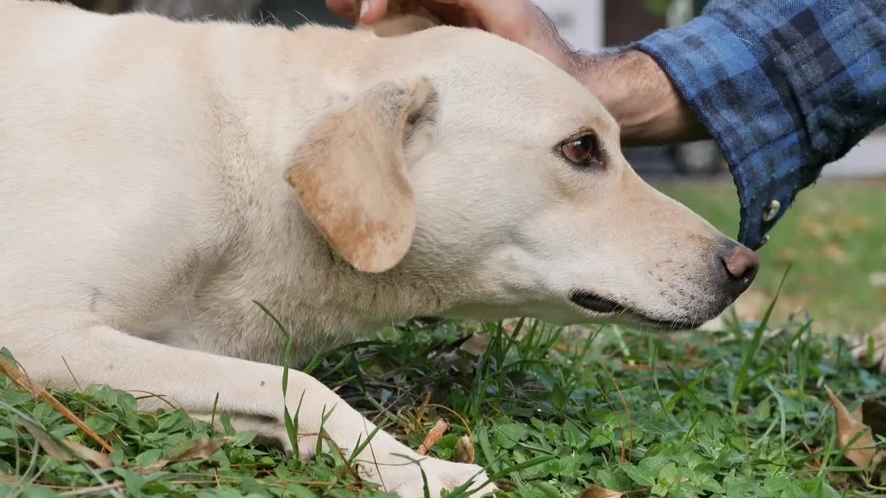 Free Video Stock Stroking A Dog Lying On The Grass Live Wallpaper
