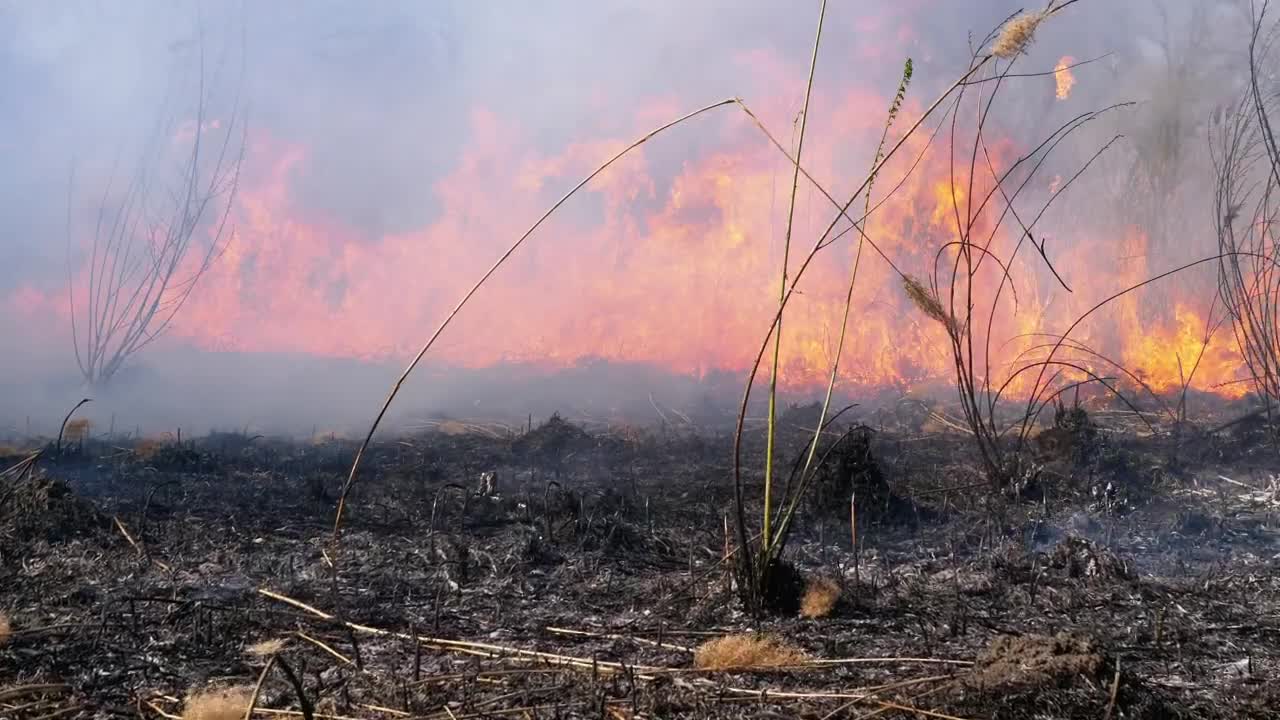 Free Video Stock Strong Flames Consuming The Forest Live Wallpaper