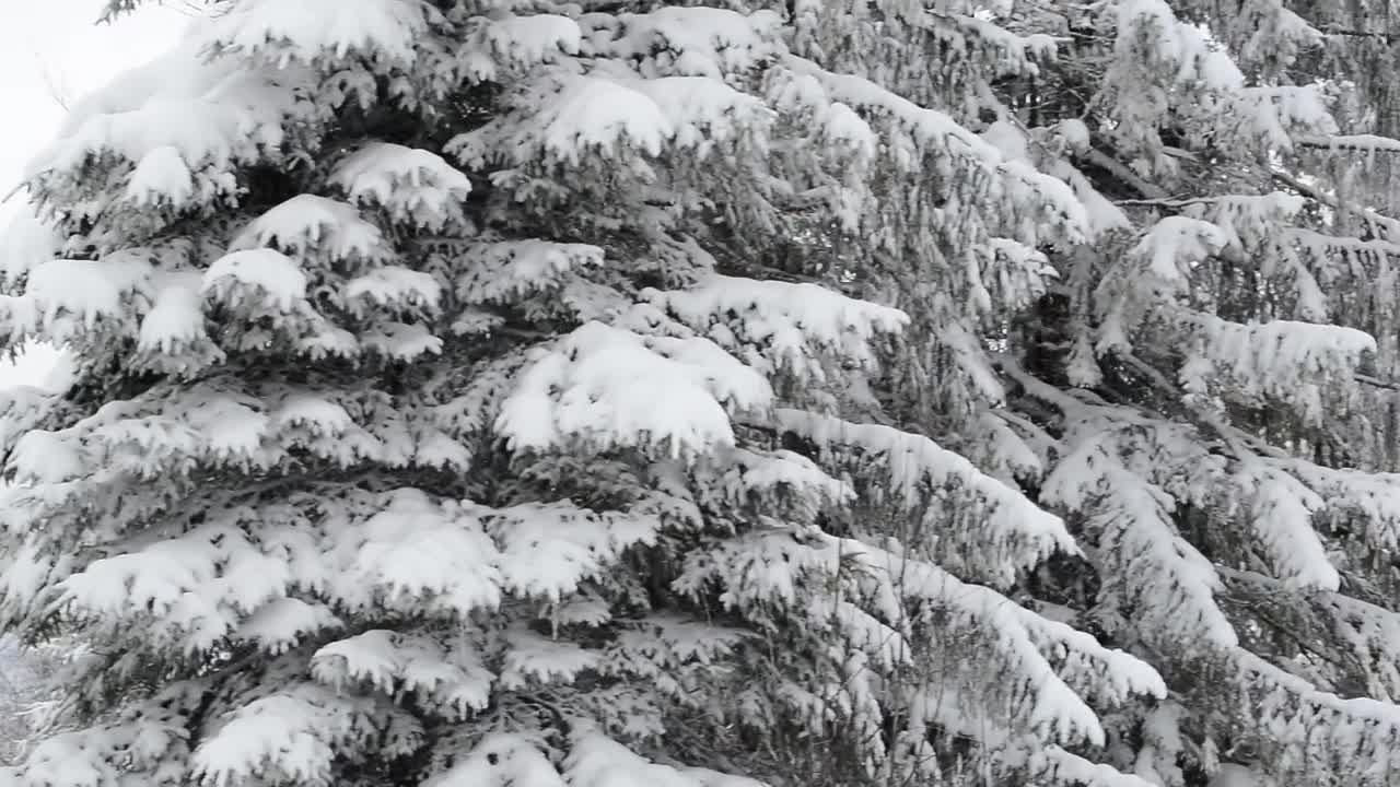 Free Video Stock Strong Winter In A Forest Full Of Frozen Pines Live Wallpaper