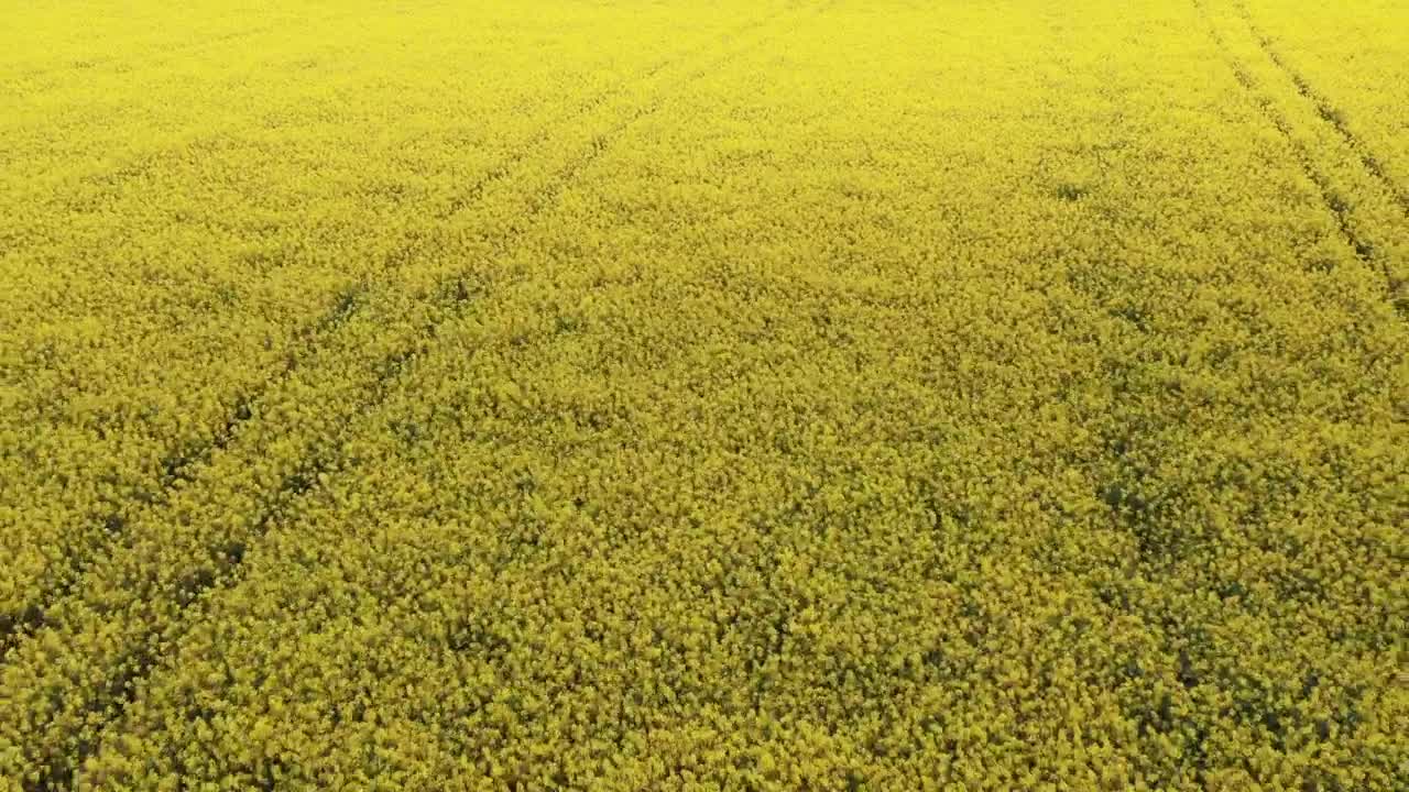 Free Video Stock Summer Farmland Live Wallpaper