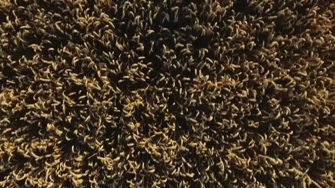 Free Video Stock Summer Crops In Nature Live Wallpaper