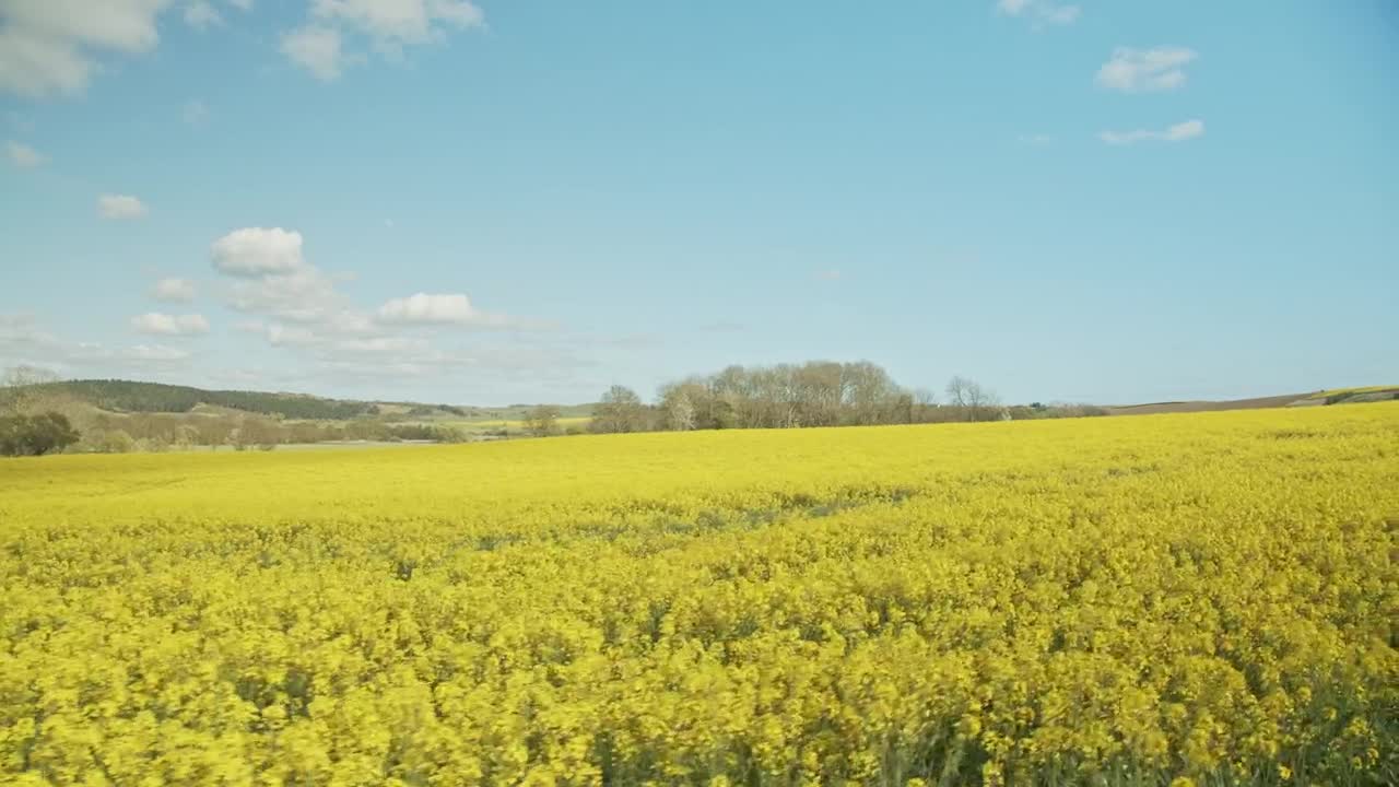 Free Video Stock Summer Fields Drone Shot Live Wallpaper