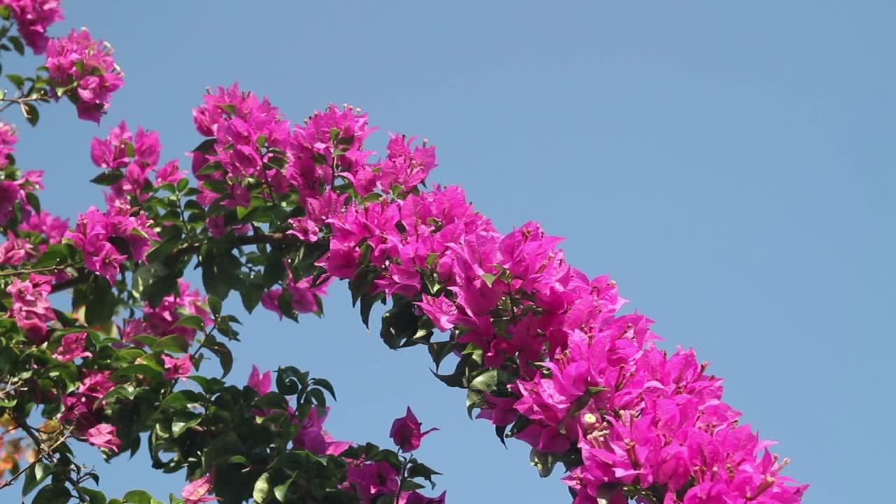 Free Video Stock Summer Flowers In A Garden Live Wallpaper