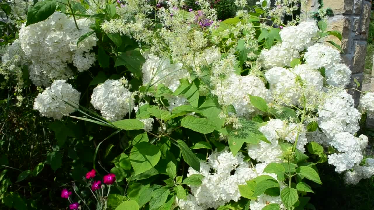 Free Video Stock Summer Garden Flowers Live Wallpaper