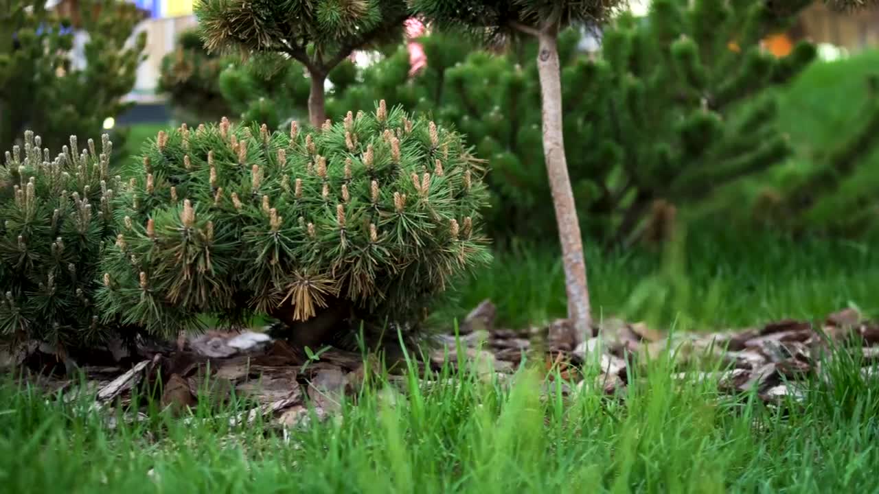 Free Video Stock Summer In The City Park Live Wallpaper