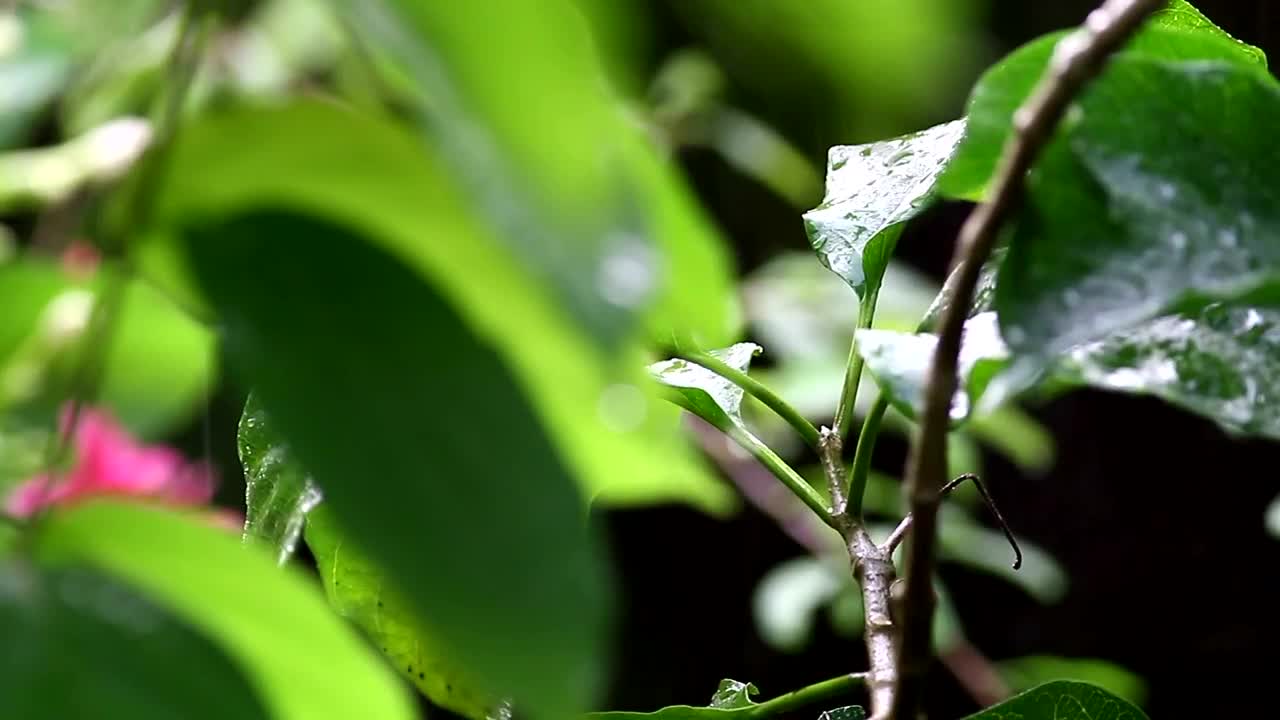 Free Video Stock Summer Rainfall On Plants Live Wallpaper