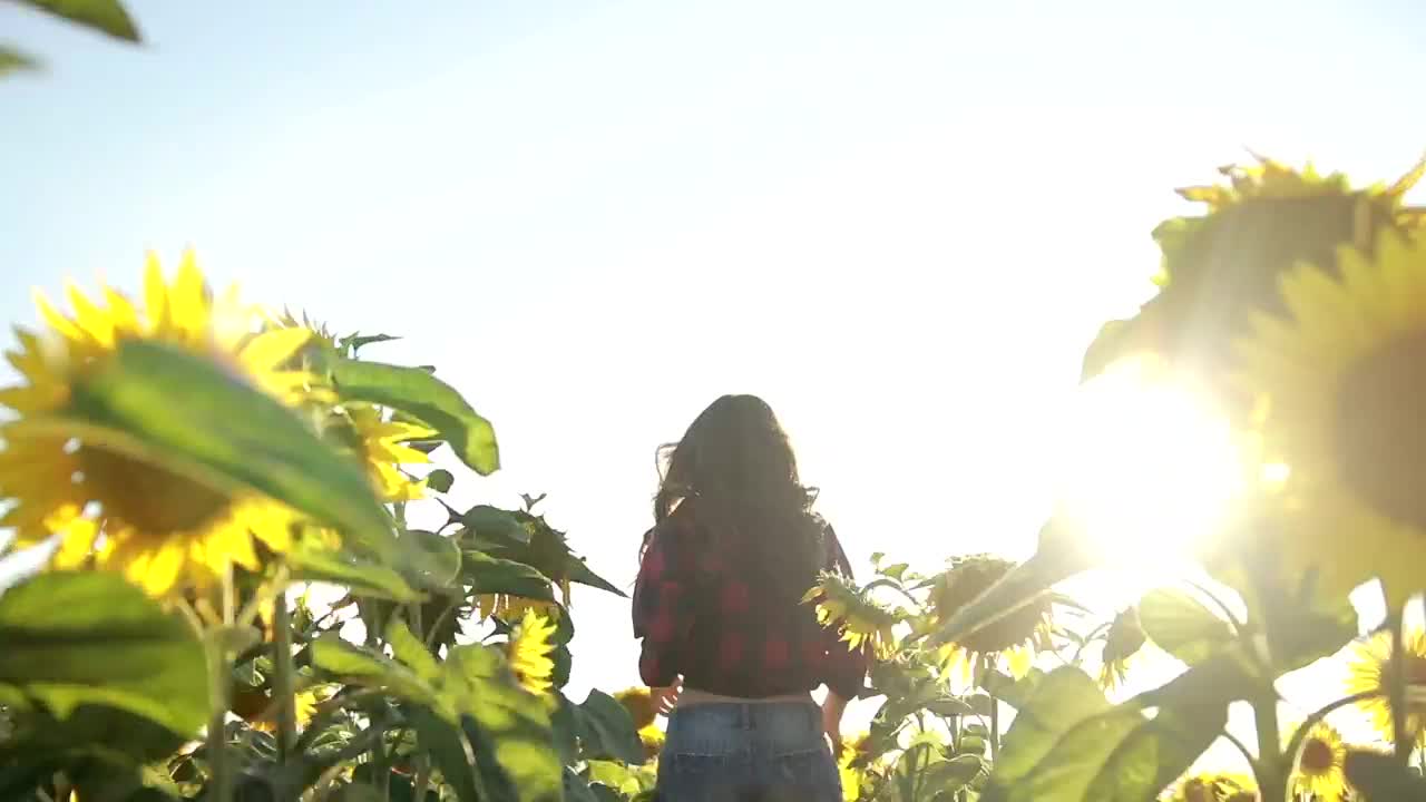 Free Video Stock Summer Sunflower Fields Live Wallpaper