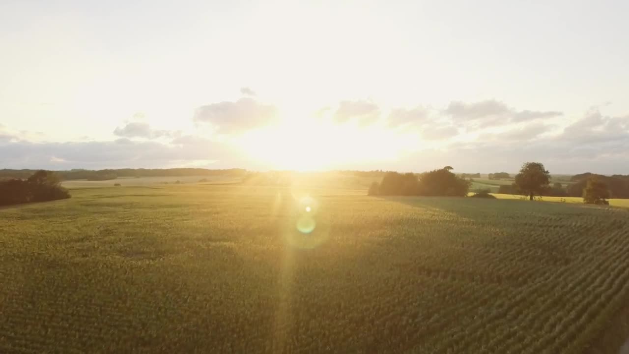 Free Video Stock Summer Sunshine Over A Field Live Wallpaper
