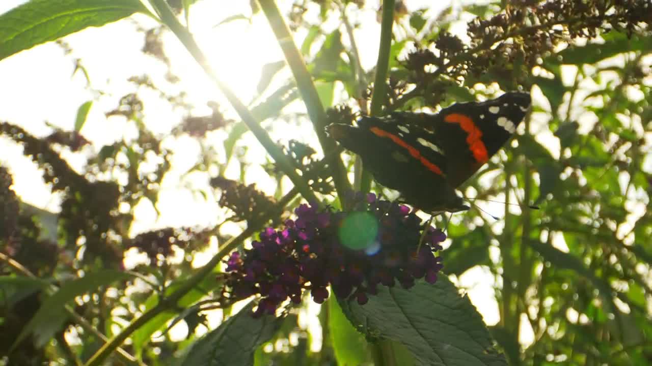 Free Video Stock Sun Against A Butterfly Live Wallpaper