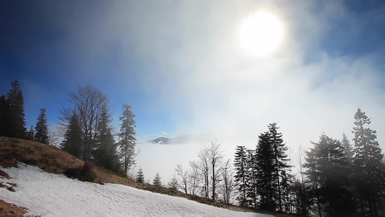 Free Video Stock Sun Flare On The Top Of A Foggy Winter Forest Live Wallpaper