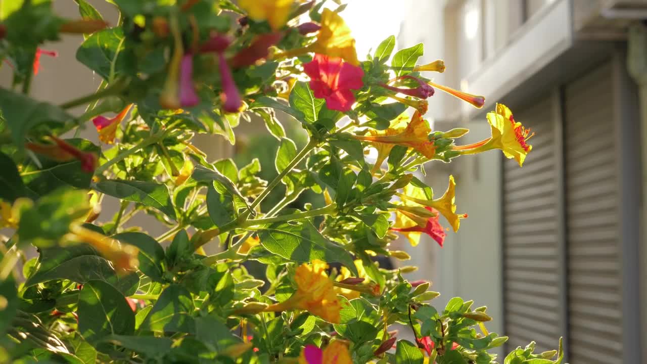 Free Video Stock Sun Flare Through A Garden Live Wallpaper