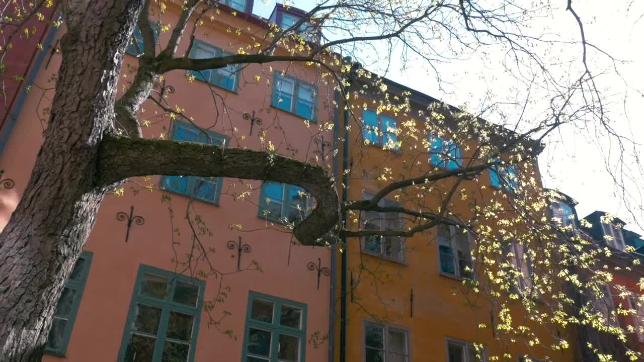 Free Video Stock Sun Flare Through A Park Tree Live Wallpaper