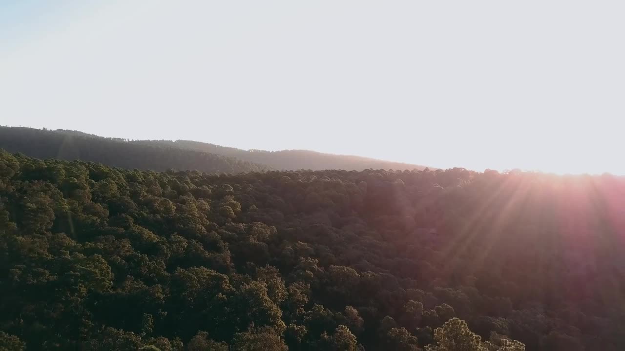 Free Video Stock Sun Rays Over Forest Treetops Live Wallpaper