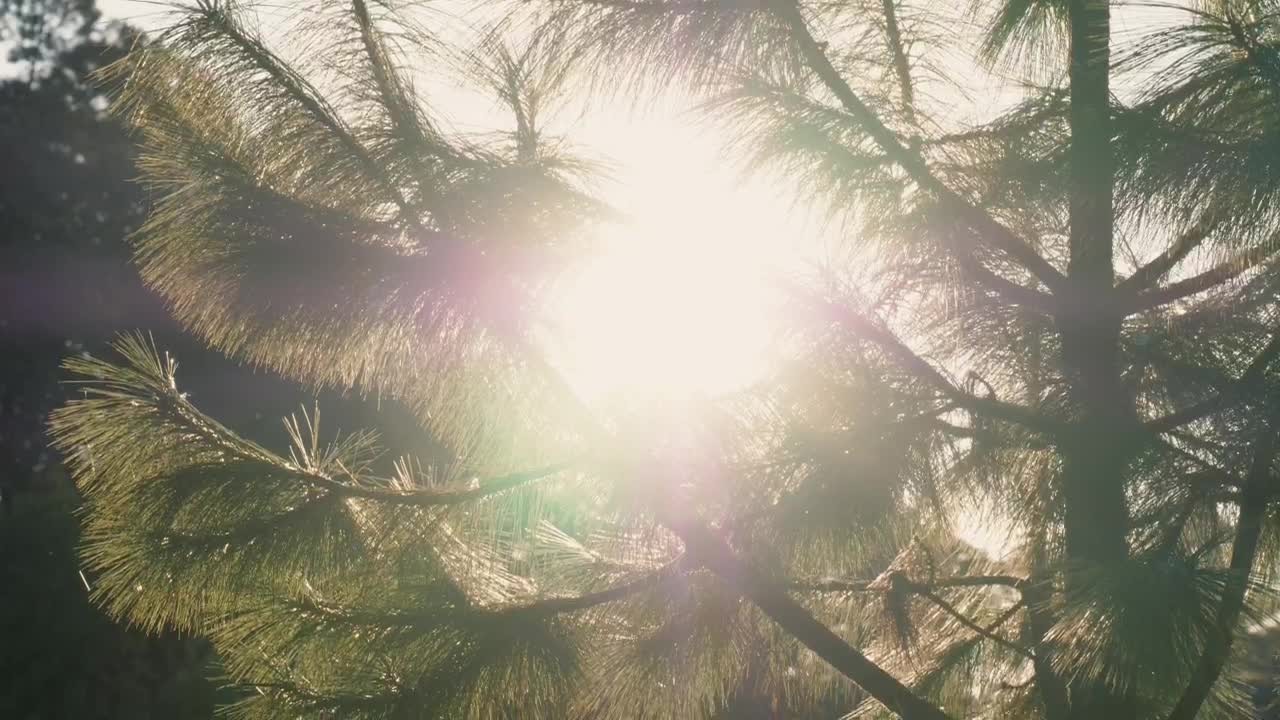 Free Video Stock Sun Reflecting On Water In A Forest Live Wallpaper