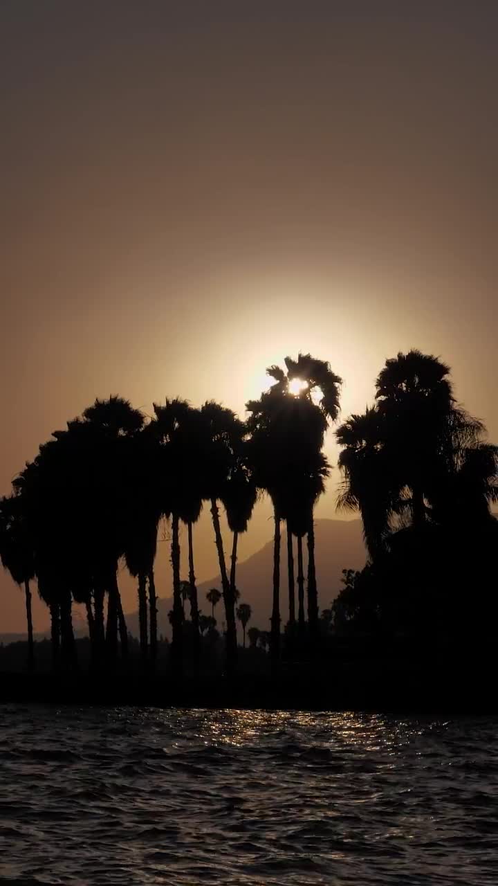 Free Video Stock Sun Setting Or Rising Over Palm Trees Live Wallpaper
