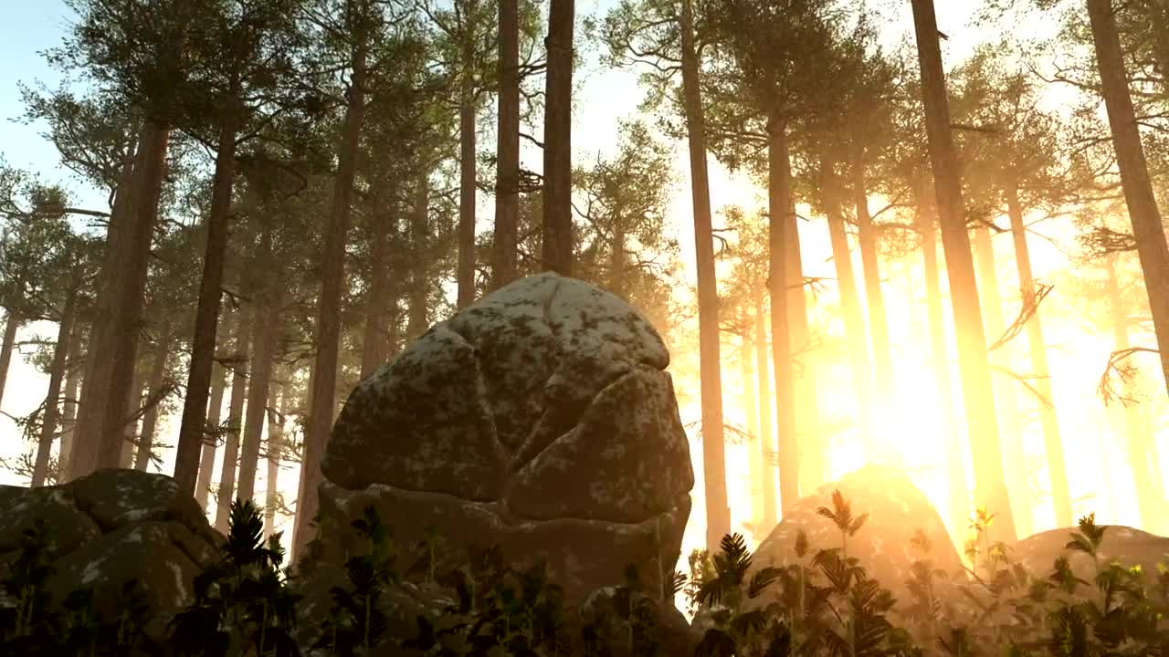 Free Video Stock Sun Shining Across A Forest Floor Live Wallpaper