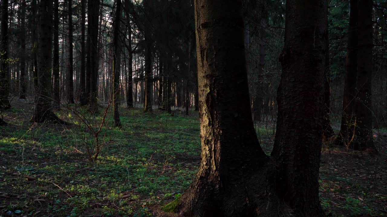 Free Video Stock Sun Shining Through A Dark Forest Live Wallpaper