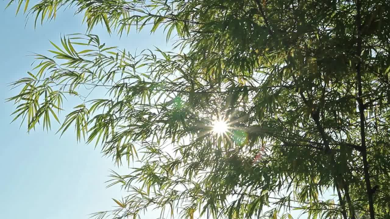 Free Video Stock Sun Shining Through A Tropical Tree Live Wallpaper