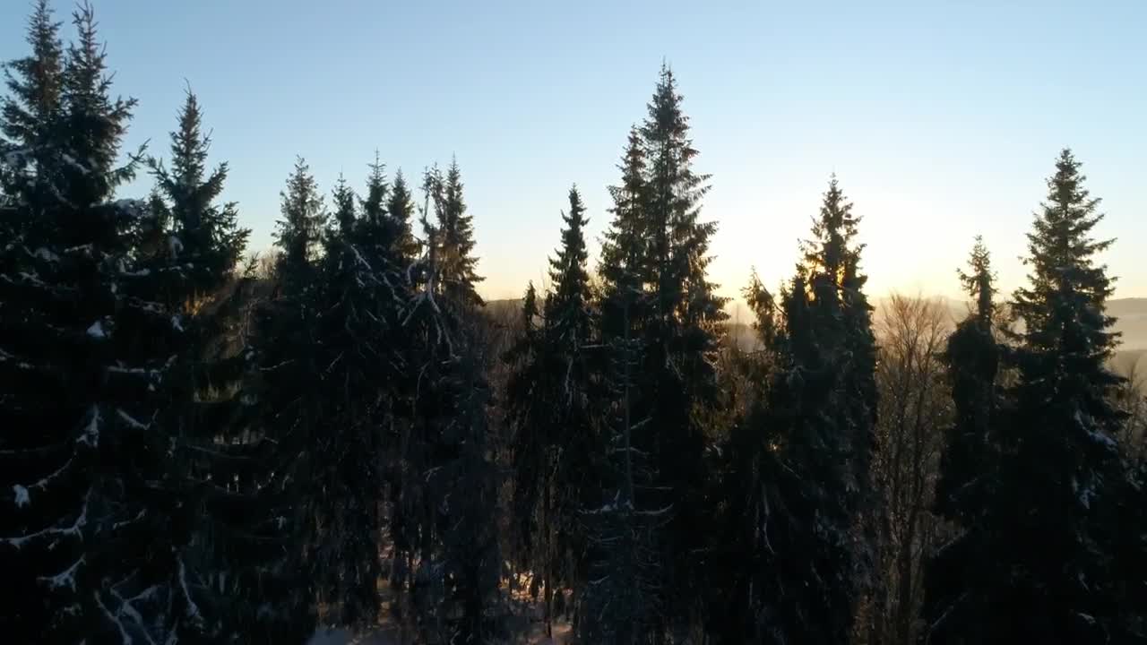 Free Video Stock Sundown Light Covering The Winter Forest Live Wallpaper