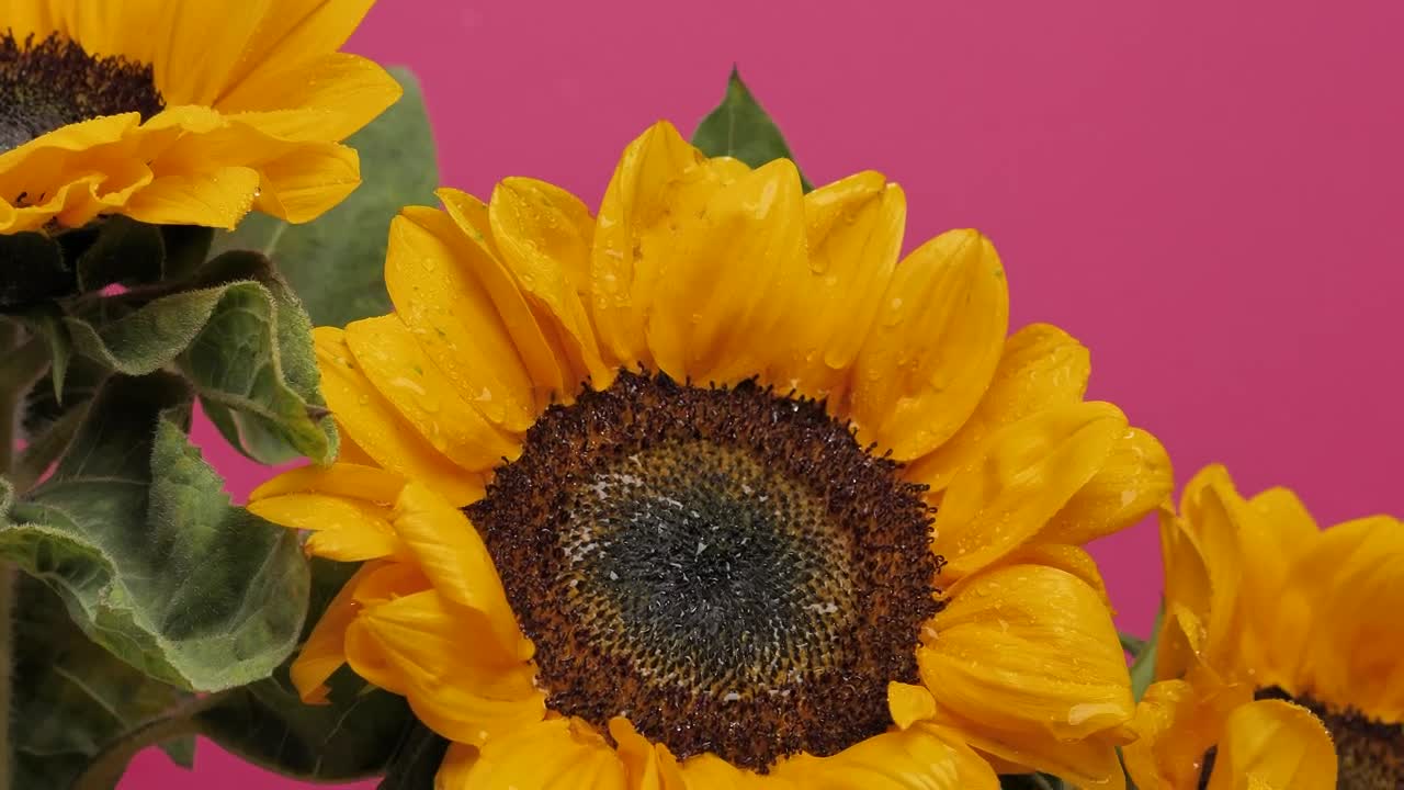 Free Video Stock Sunflower Blowing In The Wind Live Wallpaper