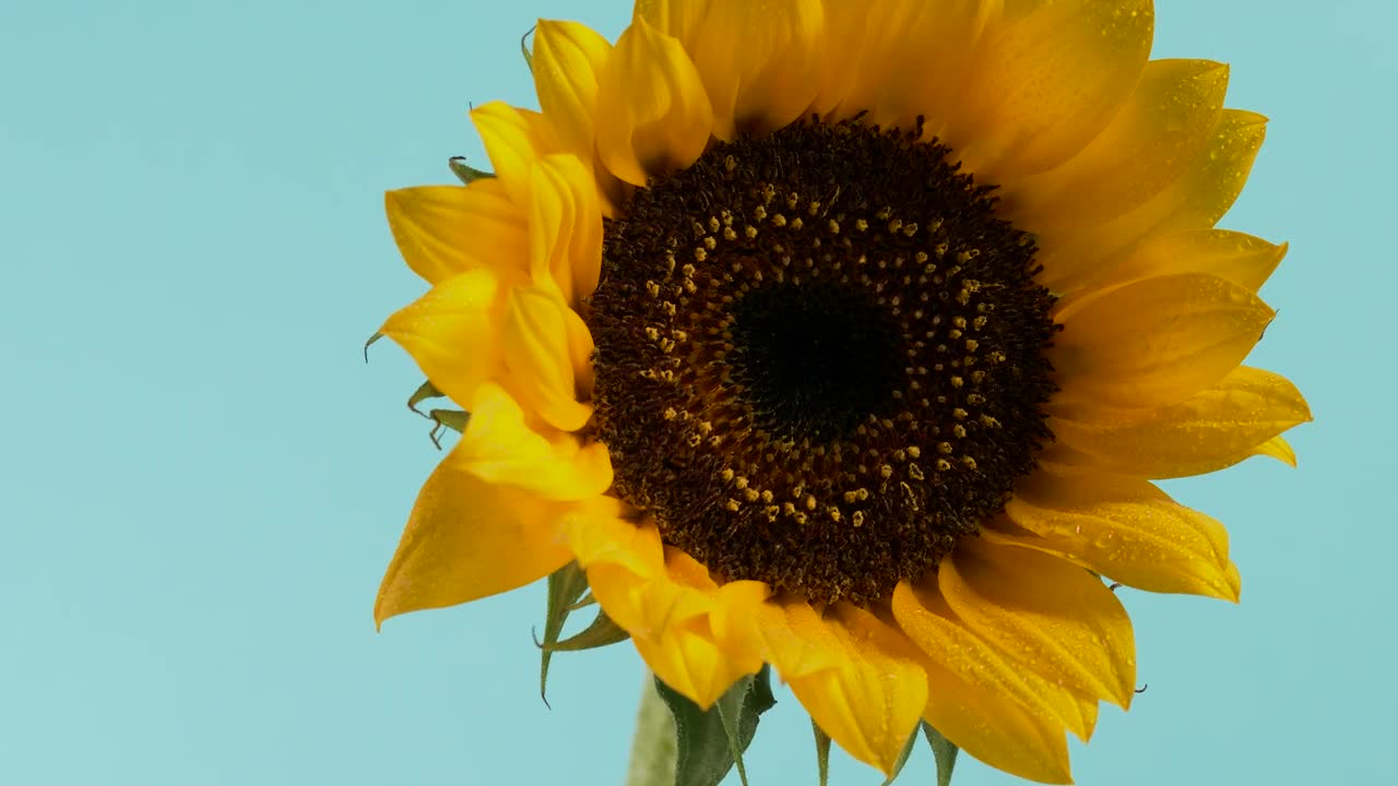 Free Video Stock Sunflower Close Up Live Wallpaper