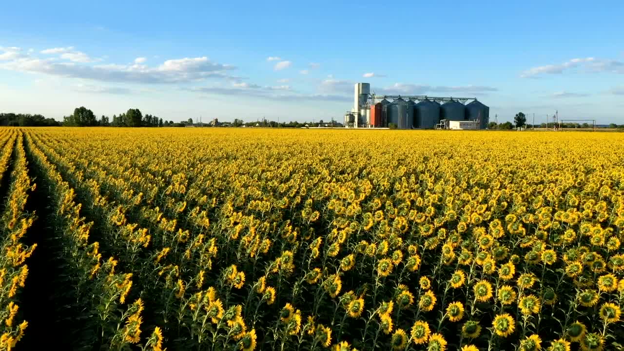 Free Video Stock Sunflower Field And Industrial Silos Live Wallpaper