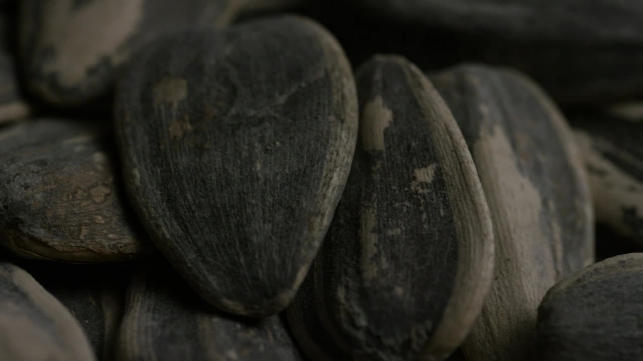 Free Video Stock Sunflower Seeds Close Up Shot Live Wallpaper