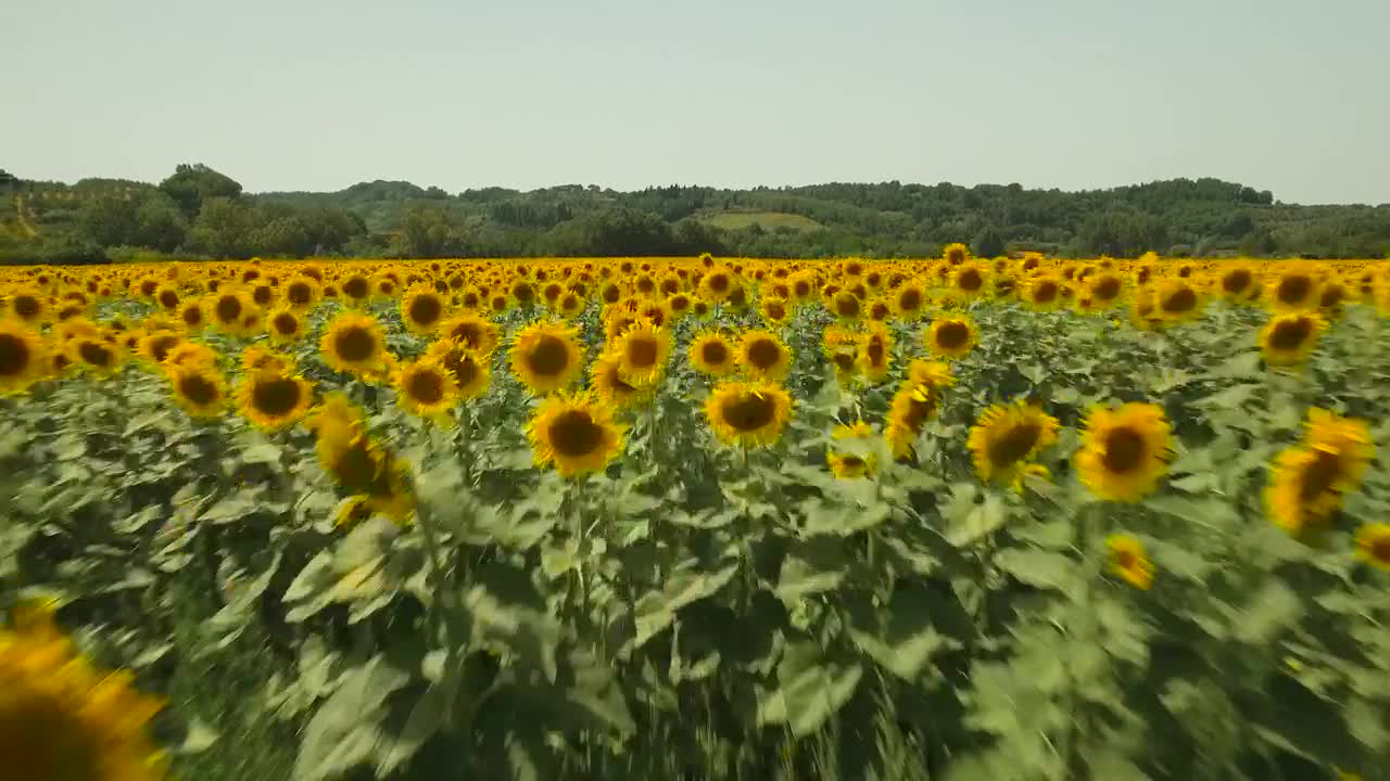 Free Video Stock Sunflowers Against A Forest Live Wallpaper