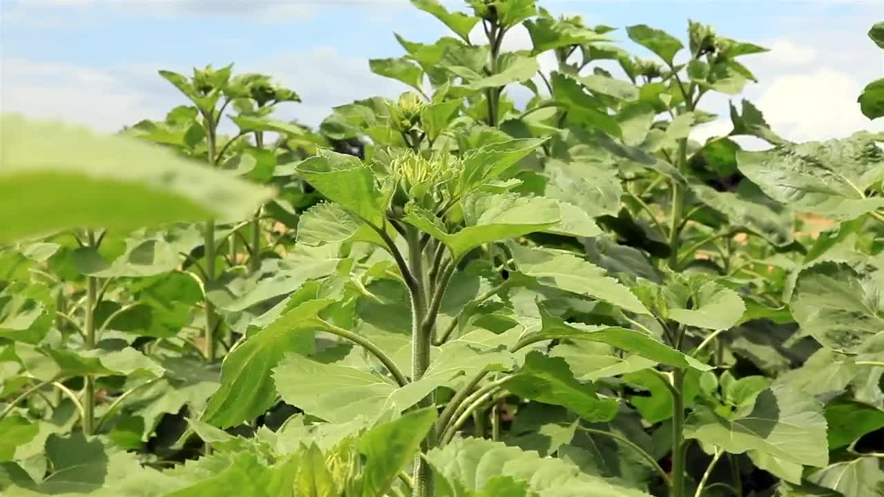 Free Video Stock Sunflowers Early In The Year Live Wallpaper