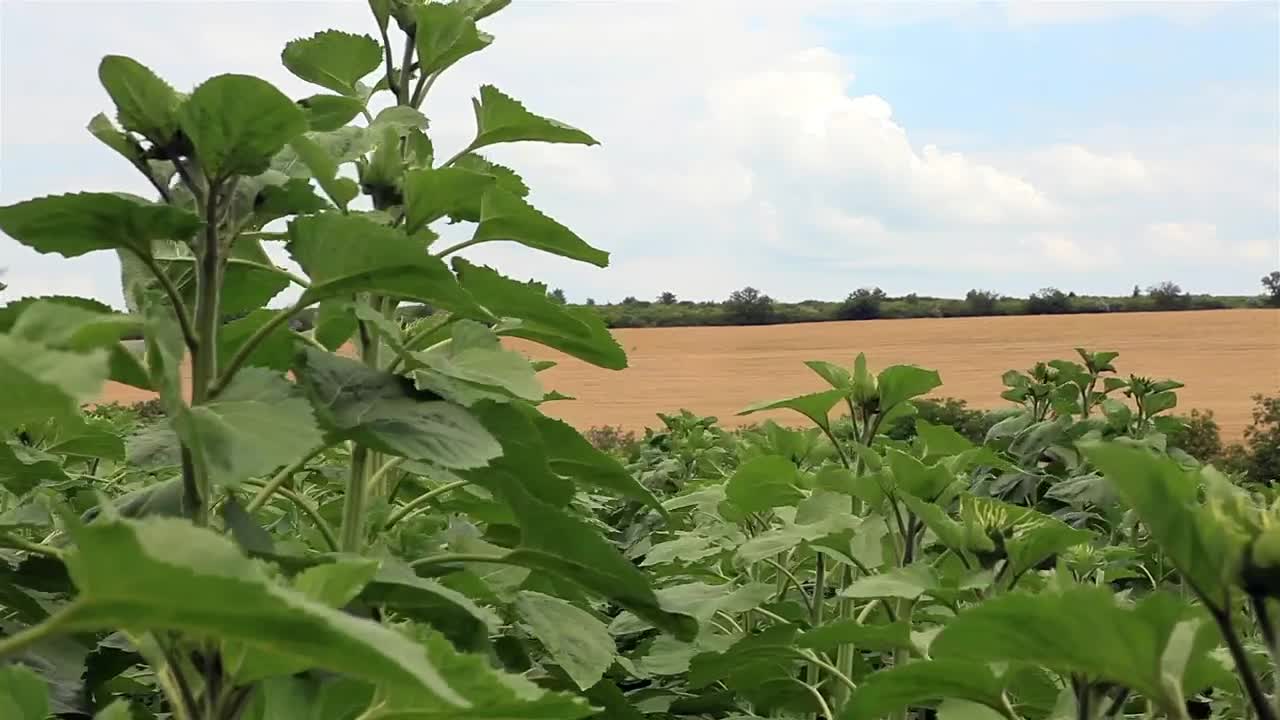 Free Video Stock Sunflowers Growing In The Countryside Live Wallpaper