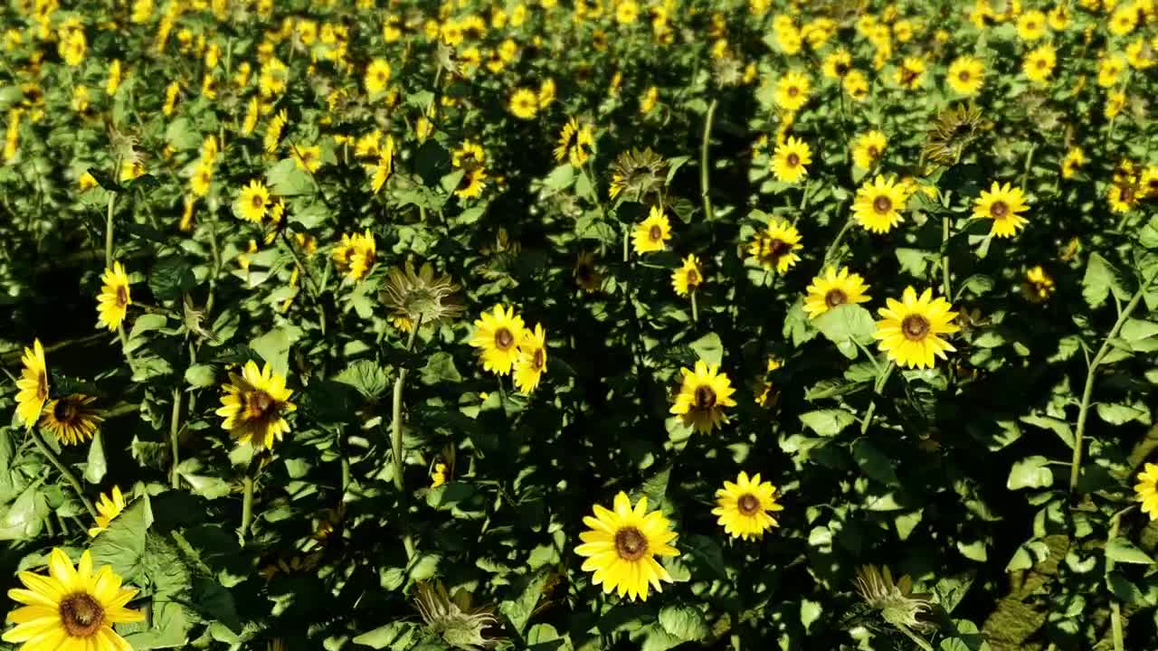 Free Video Stock Sunflowers In A Sunny Day Live Wallpaper
