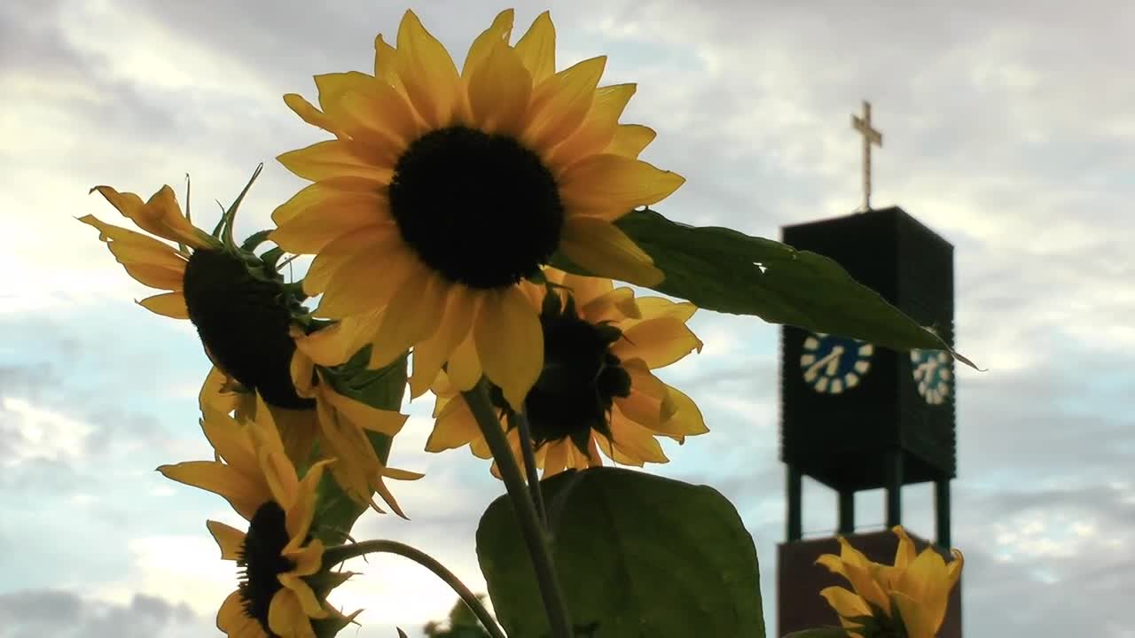 Free Video Stock Sunflowers Near A Church Live Wallpaper