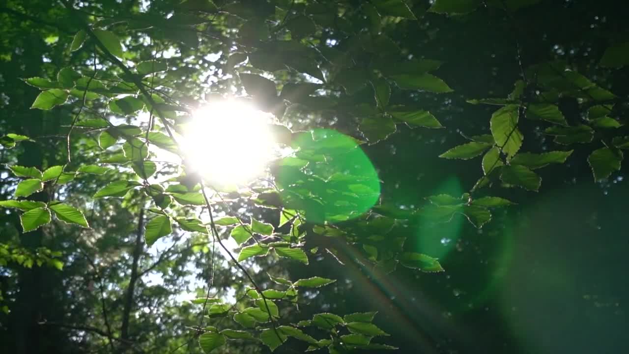 Free Video Stock Sunlight Crossing The Branches Of Trees Live Wallpaper