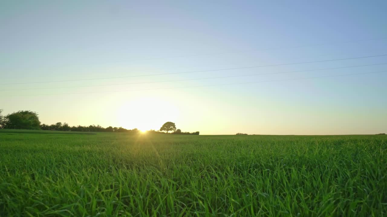 Free Video Stock Sunlight Over Natural Grass Live Wallpaper