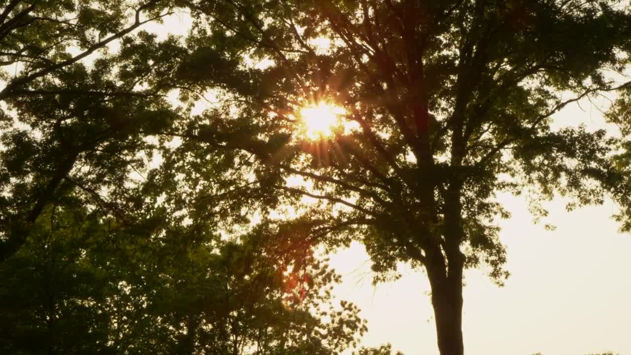 Free Video Stock Sunlight Through A Tree Live Wallpaper