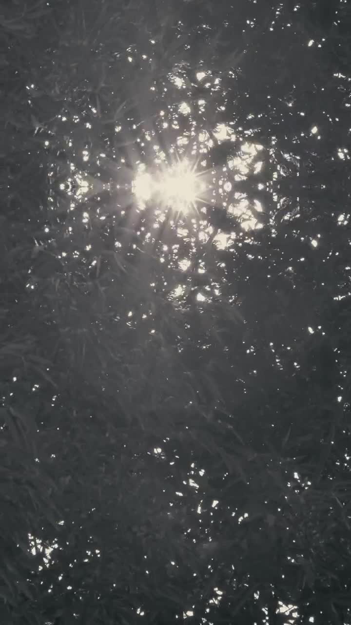 Free Video Stock Sunlight Through The Branches Of A Tree Live Wallpaper