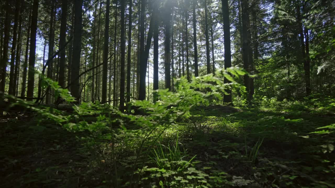 Free Video Stock Sunlight Through Trees Live Wallpaper