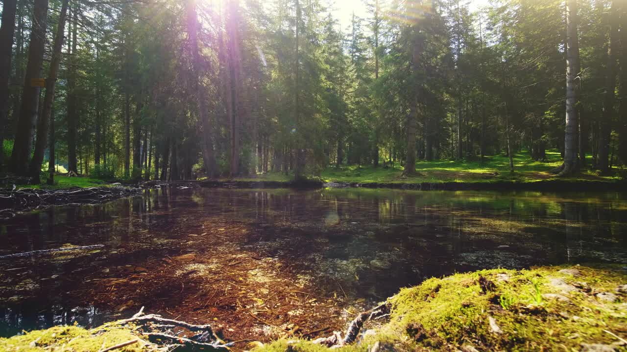 Free Video Stock Sunlight Through Trees On Mossy Riverbank Live Wallpaper