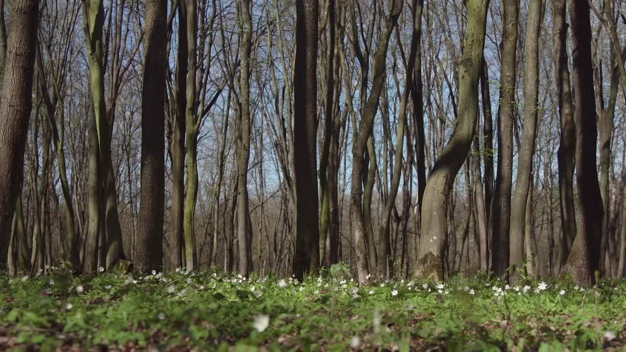 Free Video Stock Sunny Woods Full Of Trees In Spring Live Wallpaper