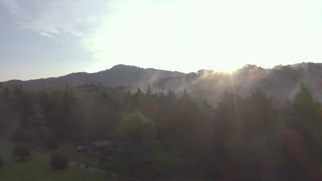 Free Video Stock Sunrise From A Large Forest On A Cloudy Day Live Wallpaper