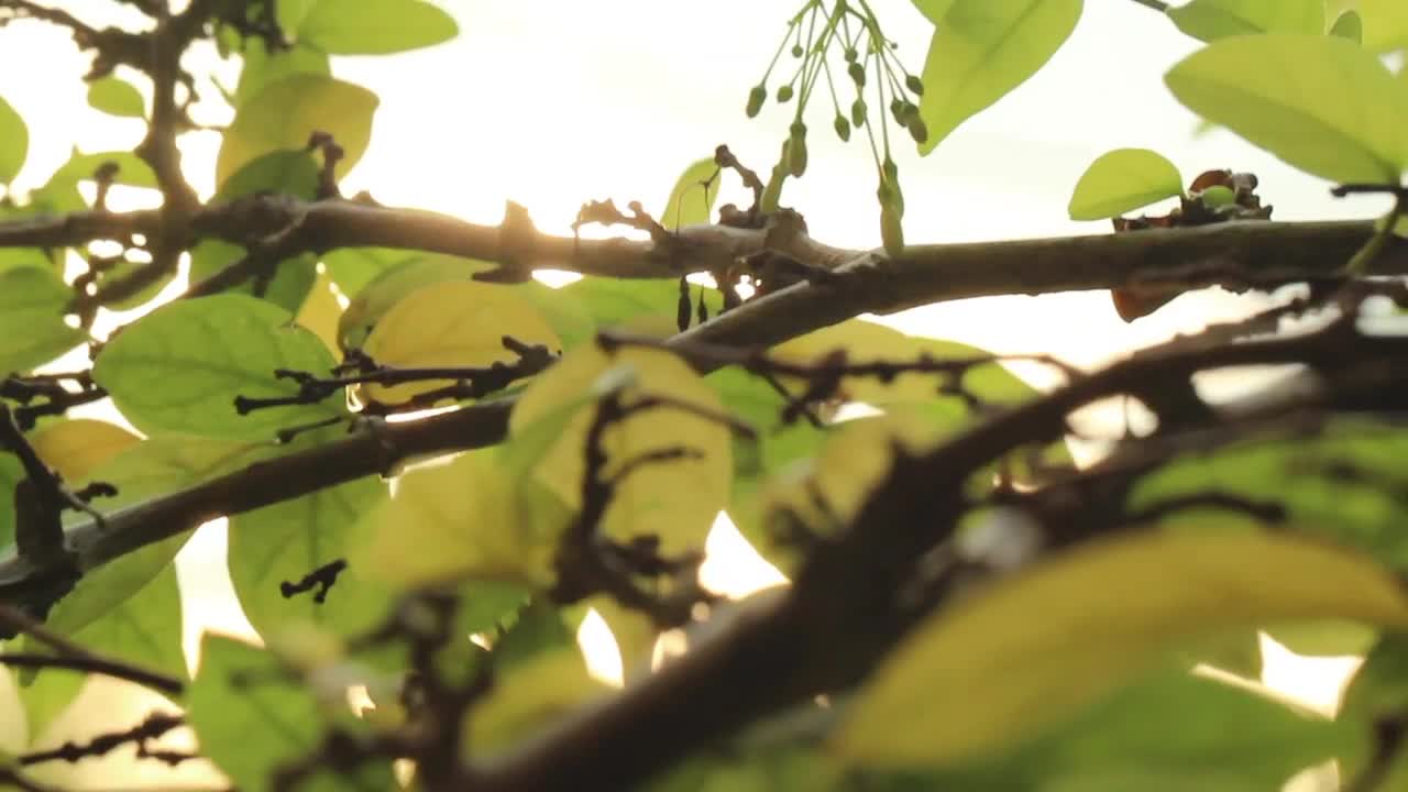 Free Video Stock sunrise through the leaves Live Wallpaper
